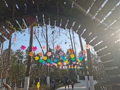 -合肥滨湖国家森林公园