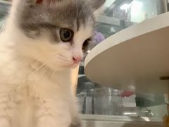-楼上猫咖(罗湖店)