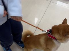-全心全意连锁动物医院·微创中心·内科急重症·心脏专科(丰管路店)