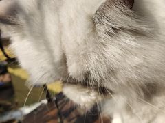 -喵屿·大理花园猫咖