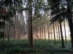 -黄海国家森林公园