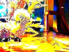 -索拉古贝(义乌北苑店)