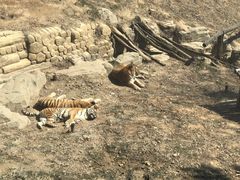 -大连森林动物园