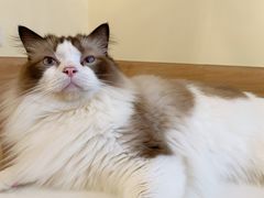 -滚猫咖啡·猫咖·猫友好撸猫(未来城店)