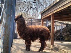 -长白岛森林公园