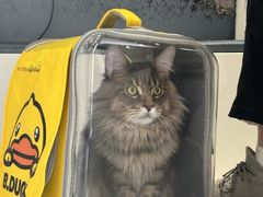 -关爱宠物医院·猫科中心·消化科(滨湖万达分院)