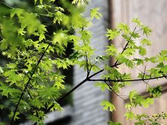 -重庆十八梯传统风貌区