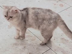 -飞行喵MR PILOT|猫舍·猫咖(静安大融城店)
