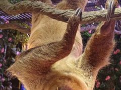 -正佳雨林生态植物园