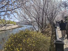 -桃花堤公园