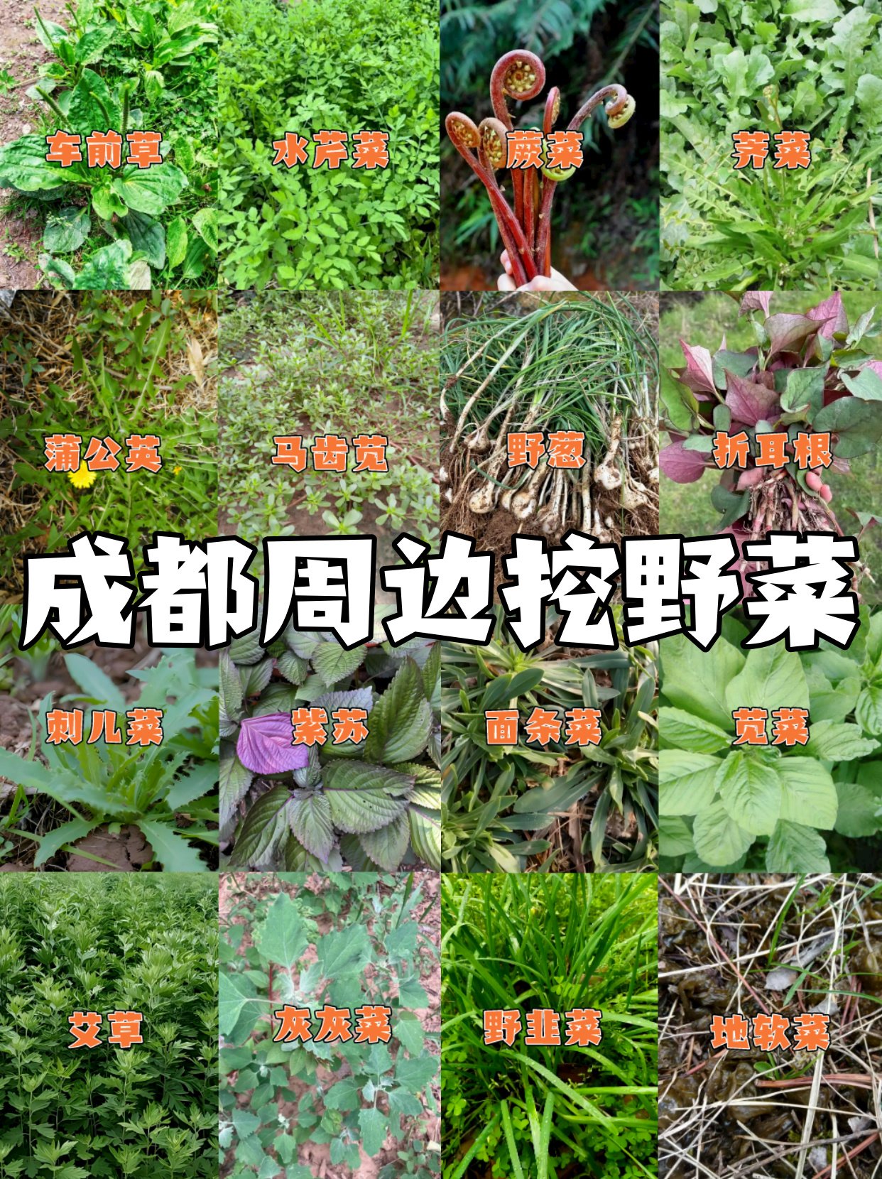 野菜亩产多少斤合适(野菜种植一亩挣多少钱)