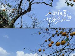 -如意山房柿子树下餐厅