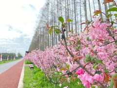 -上海长兴岛郊野公园