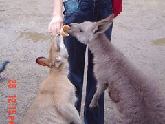 -费瑟代尔野生动物园