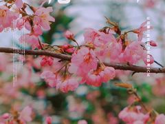 -丹樱生态园