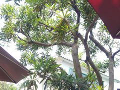 -天然居(伦教店)
