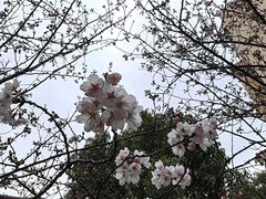 -高东镇樱花园