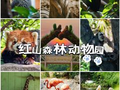 -红山森林动物园