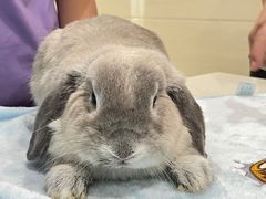 -菲尔斯特宠物医院