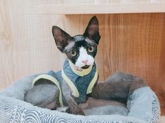 -山宅一喵德文卷毛猫舍