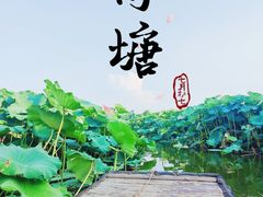 -池杉湖湿地公园