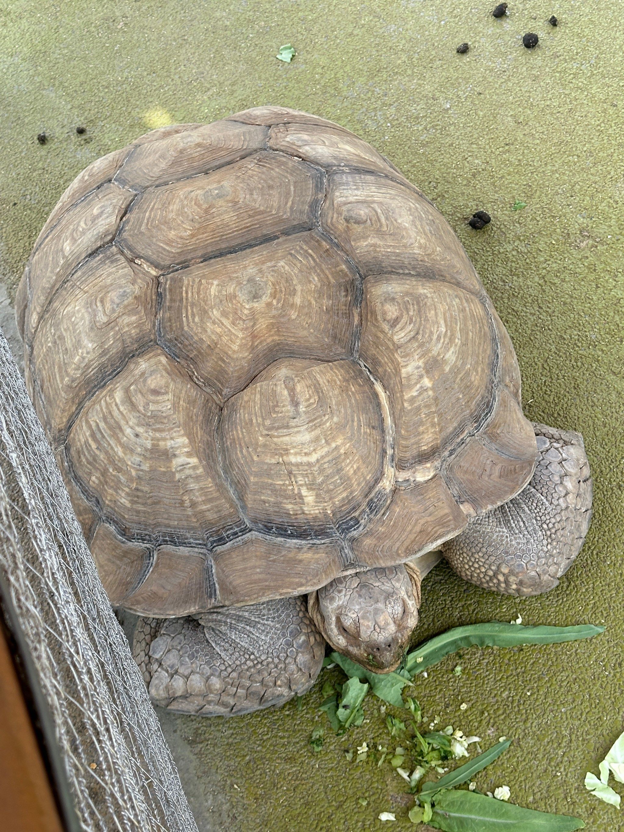 这么大只千年老龟