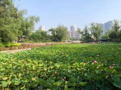 -迎泽公园