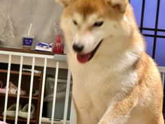 -逗柴咖啡屋·狗咖猫咖宠物桌游