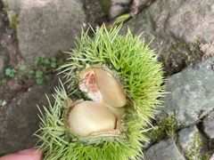 -雨花胜境