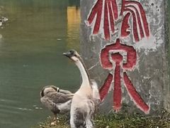 -靖西鹅泉风景区