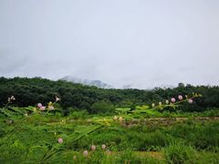 -打洛口岸