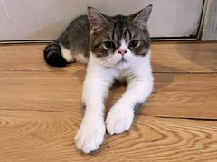 -Cappucimeow猫咪咖啡馆(韦伯时代店)