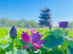 -白洋淀风景区