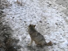 -新疆天山野生动物园