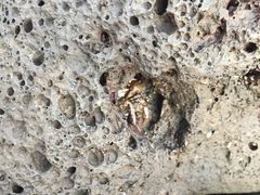 -龙头岩(Dragon Head Rock)