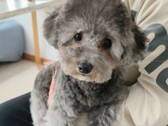 -翊宠yipet猫狗购宠庄园犬舍•猫舍