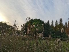 -同里国家湿地公园