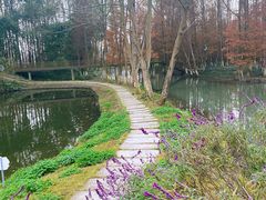 -桤木河湿地公园