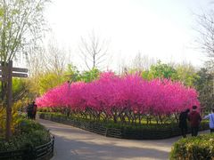 -大兴滨河森林公园