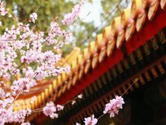 -颐和园