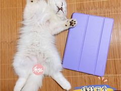 -关爱宠物医院·猫科中心·消化科(滨湖万达分院)