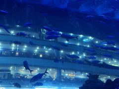 -成都浩海立方海洋公园