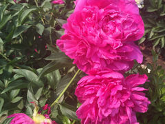 iphone_upload_pic-景山公园