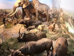 -陕西自然博物馆