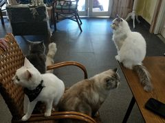 -猫色咖啡·猫咖