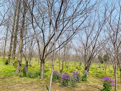 -上海海湾国家森林公园