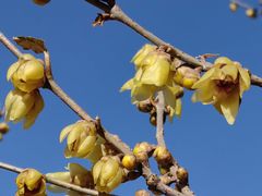 -国家植物园南园