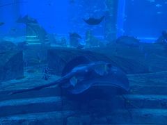 -亚特兰蒂斯•OSSIANO奥西亚诺海底餐厅