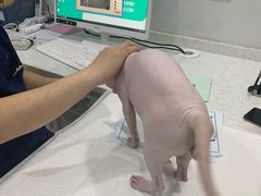 -佳雯宠物医院(金华南路分院)