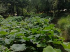 -陈家山荷花公园